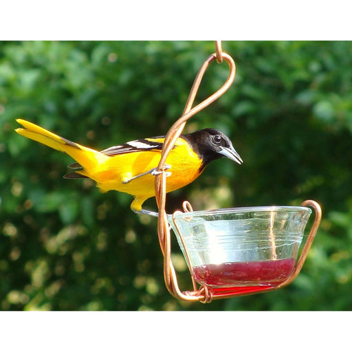 Single Jelly Cup Feeder