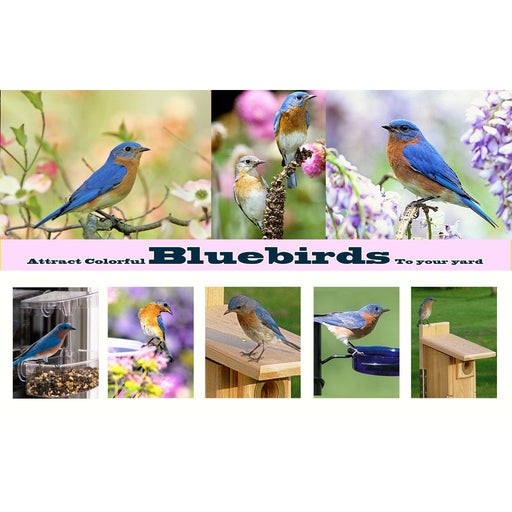 Attract Colorful Bluebirds To Your Yard