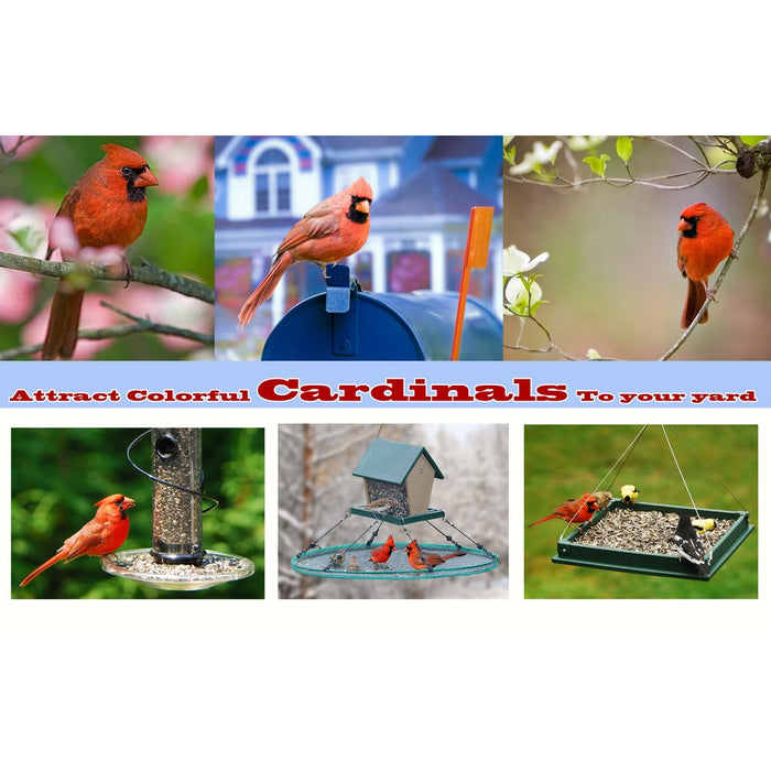 Attract Colorful Cardinals To Your Yard