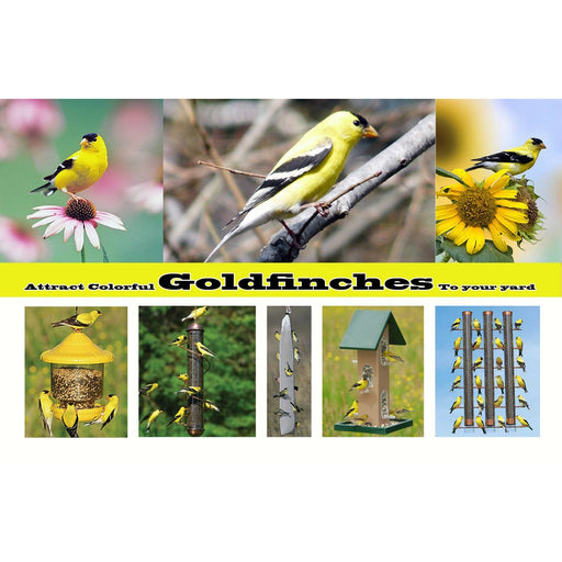 Attract Colorful Goldfinches To Your Yard