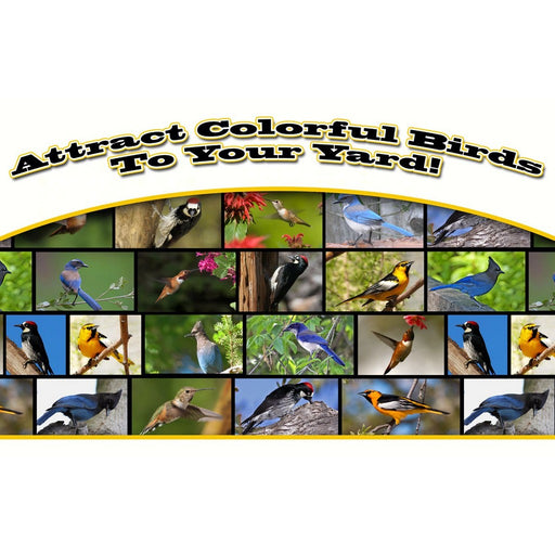 Attract Colorful Birds to your Yard