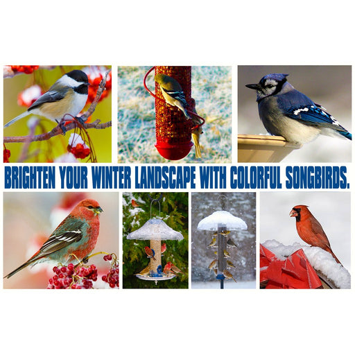 Brighten Your Winter Landscape With Colorful Song