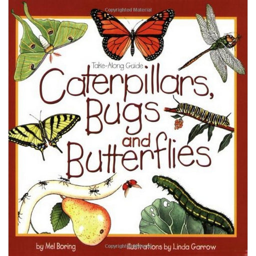Caterpillars Bugs and Butterflies