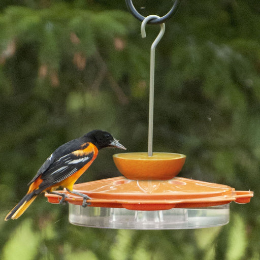 Classic Oriole Feeder