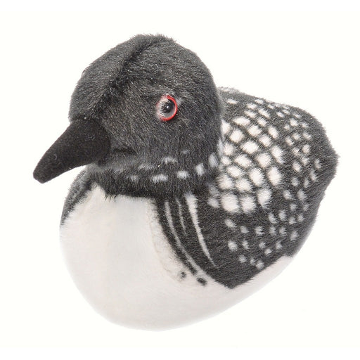 Common Loon